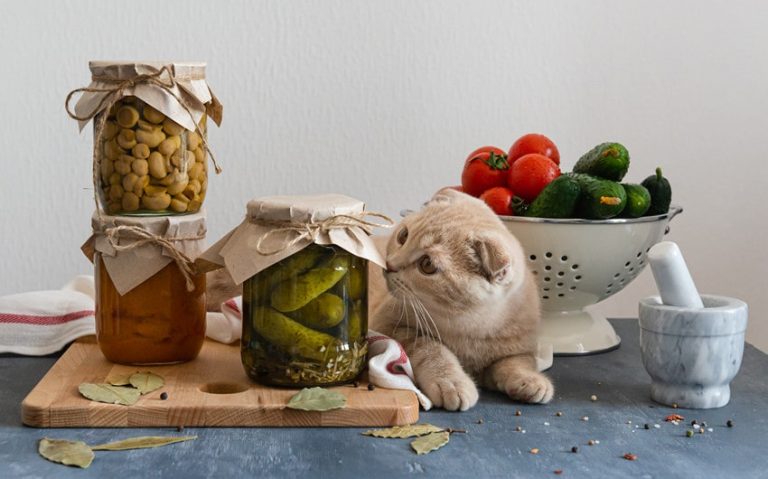 Is Vinegar Safe for Cats? Exploring the Uses and Benefits