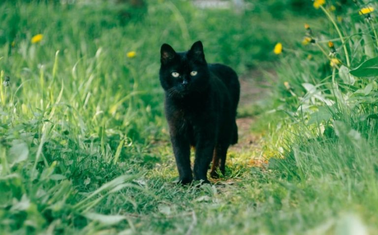 What Does a Black Cat Crossing Your Path Really Mean?