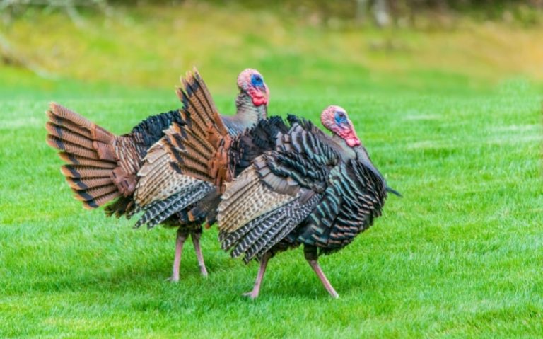 The Aerodynamics of Thanksgiving: Can Turkeys Fly?